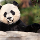 Image for article titled Sad Panda News. Warning: do not read if you were planning on having a good Monday. (UPDATED)